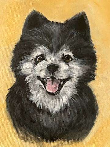 Pet Portfolio Cinderella